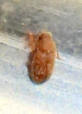 Stegobium