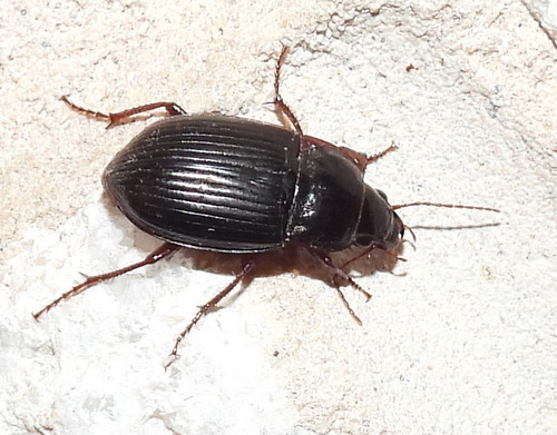 Amara obesa (Say, 1823)