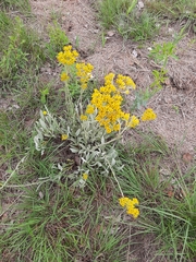 Helichrysum acutatum