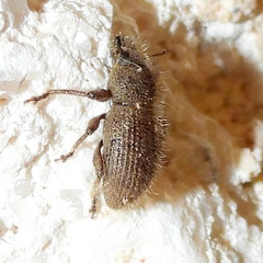 Peritaxia hispida