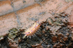 Birthamula rufa