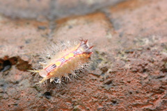 Birthamula rufa