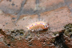 Birthamula rufa
