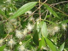 Augochloropsis tupacamaru