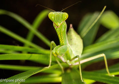 Hierodula pistillinota