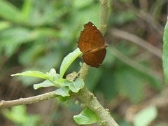 Ariadne ariadne alterna
