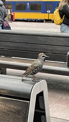 Sturnus vulgaris