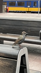 Sturnus vulgaris