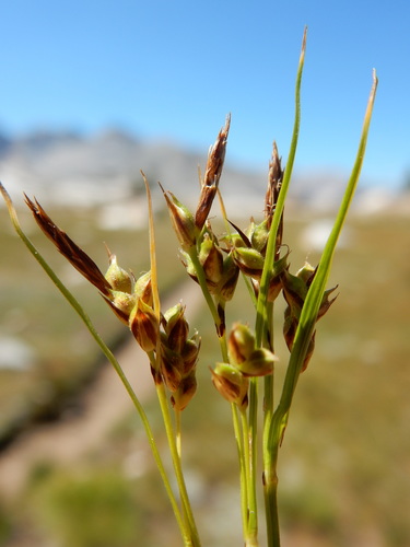 Ross' sedge (Carex rossii)