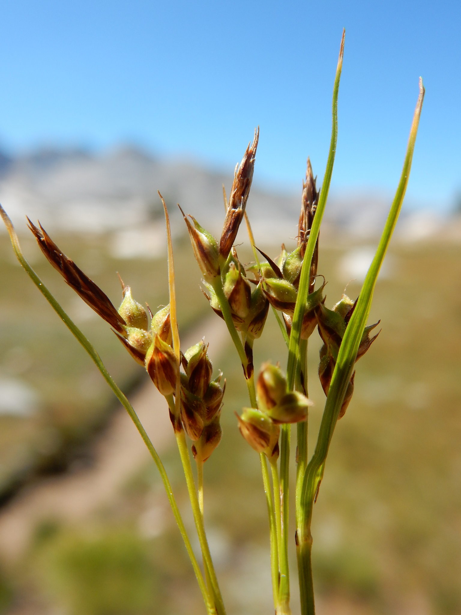 Carex rossii