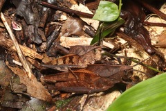 Colpolopha praemorsa