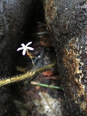 Voyria tenella