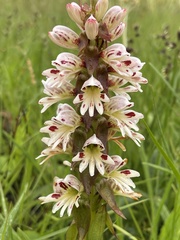 Satyrium sphaerocarpum