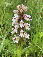 Satyrium sphaerocarpum