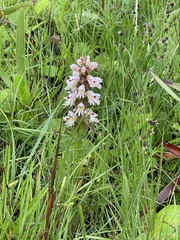Satyrium sphaerocarpum
