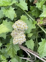 Microglossa mespilifolia