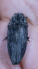 Buprestis lyrata