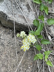 Microglossa mespilifolia