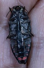 Buprestis lyrata