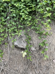 Microglossa mespilifolia