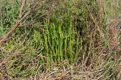 Baccharis
