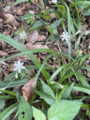 Hypoxis nivea