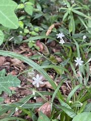 Hypoxis nivea