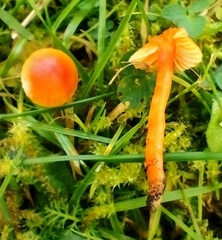 Hygrocybe mucronella