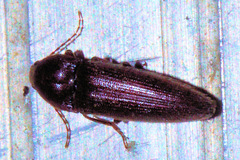 Melanotus castanipes