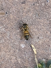 Apis mellifera