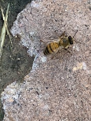 Apis mellifera