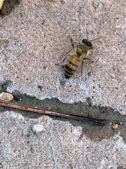 Apis mellifera