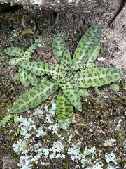 Stenoglottis fimbriata