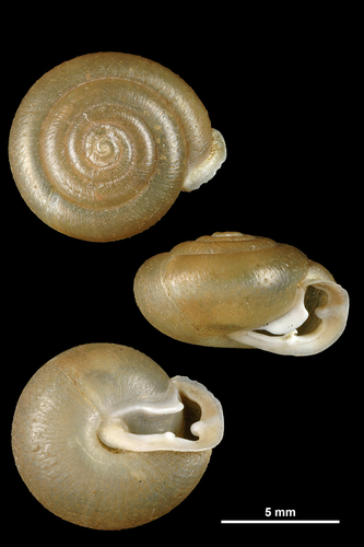 mask snail