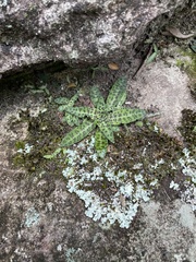 Stenoglottis fimbriata