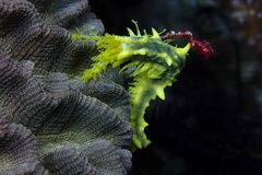 Colochirus robustus