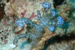 Phyllodesmium longicirrum