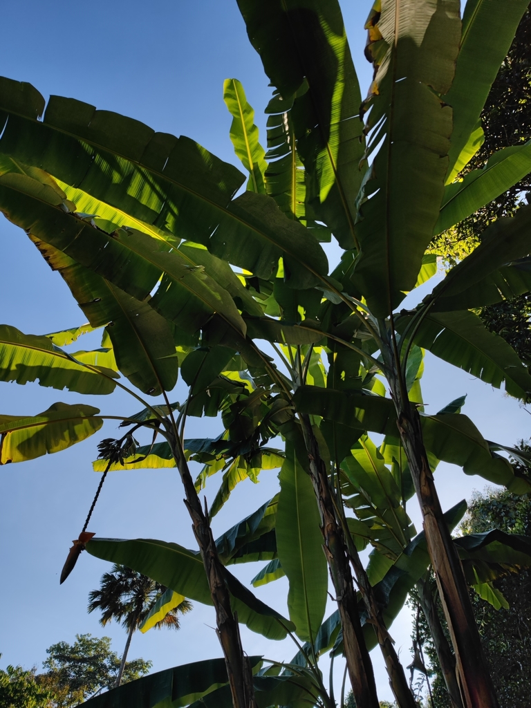 Musa nagensium