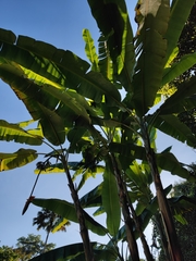 Musa nagensium