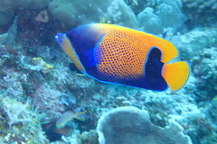 Pomacanthus navarchus