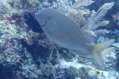 Siganus punctatus