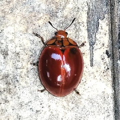 Aegithus clathraticollis