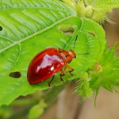 Aegithus clathraticollis