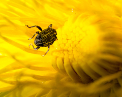 Centrinopus helvinus