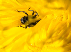 Centrinopus helvinus