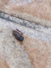 Aphrodini