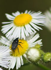 Odontocorynus salebrosus