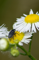 Odontocorynus salebrosus