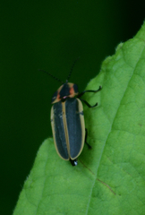 Pyractomena angulata