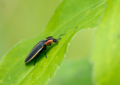 Pyractomena angulata